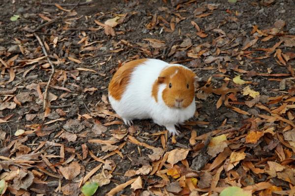 A guinea pig