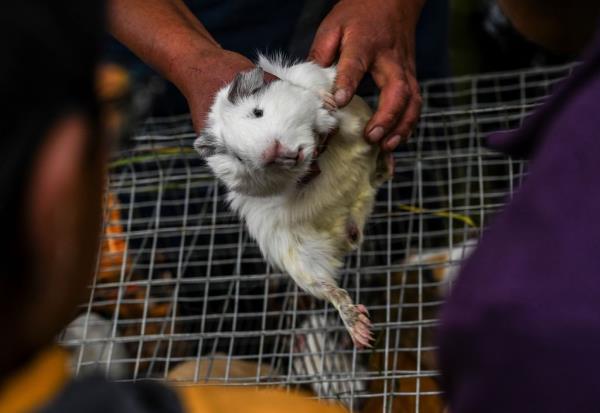 Guinea pigs