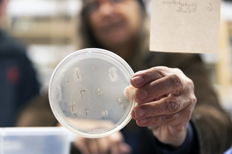 Plant Pathology Researcher Marianne Elliott holds up a petri plate of the fungal disease Phytophthora growing from diseased roots as part of a Trojan fir greenhouse trial at the Washington State University Puyallup Research and Extension Center on Thursday, Nov. 30, 2023, in Puyallup, Wash. (AP Photo/Jason Redmond)