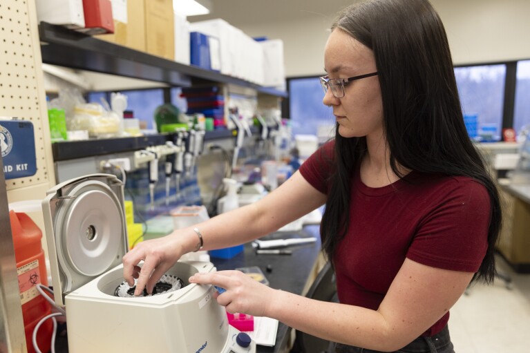 Lab Technician Taylor McNees removes DNA samples of landscape trees from a centrifuge to determine if the fungus that causes sooty bark disease is present at the Washington State University Puyallup Research and Extension Center on Thursday, Nov. 30, 2023, in Puyallup, Wash. (AP Photo/Jason Redmond)