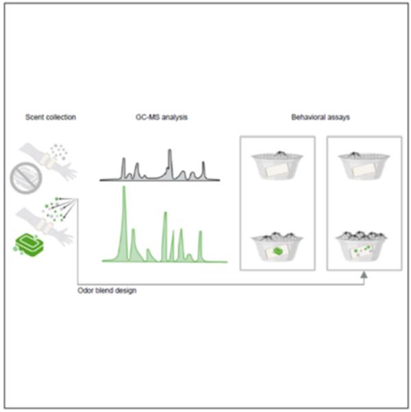 Graphical abstract showing how soaps alter the olfactory signature of human hosts, which impacts how attractive they are to mosquitoes.