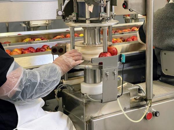 On the production line at Affy Tapple in Niles, workers spike wooden sticks through the apples' cores before they are sorted by size.