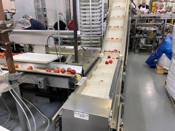 At Affy Tapple in Niles, apples are sorted by size and moved along a co<em></em>nveyer belt wher<em></em>e they will be lined up to be dipped in caramel. The company produces taffy apples.