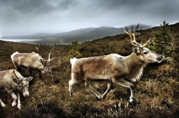 Reindeer at Aviemore