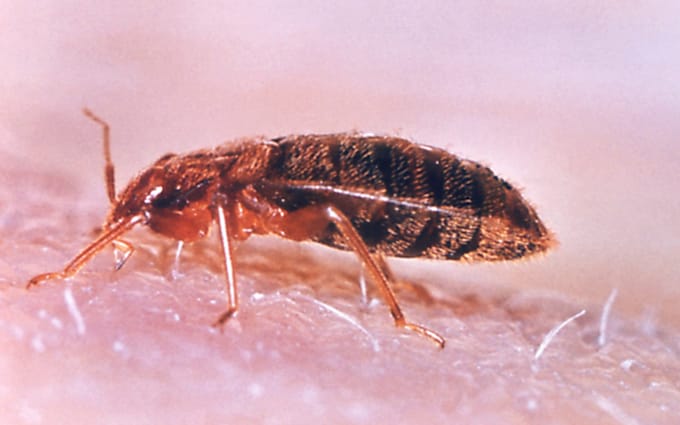 A bed bug - Bedbug scammers arrested in France after selling pensio<em></em>ners bogus bed bug treatments