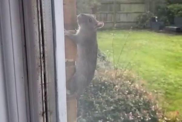 A rat climbing the wall. Release date - December 7 2023. See SWNS story SWLSrats. Terrified residents say fear leaving their flats after being plagued by a huge infestation of wall-climbing rats ? for TWO YEARS. Locals living in the apartment complex, in Peterborough, Cambs., have been left terrorized by hundreds of the vermin, which have destroyed cars and Christmas gifts. Now dozens staying at Overland Muse are withholding their rent until their association, Hyde Housing, steps in to rid them of the pests. Abbie Snart, 25, who lives with her kids in one of its two-bed flats, said he?d endured sleepless nights after the rats got into her vehicle and set off the alarms.