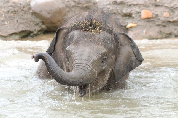 Zinda (7) was the second elephant at Dublin Zoo to die of elephant endotheliotropic herpesvirus.