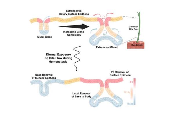 Bile duct function and disease highlighted in new research study