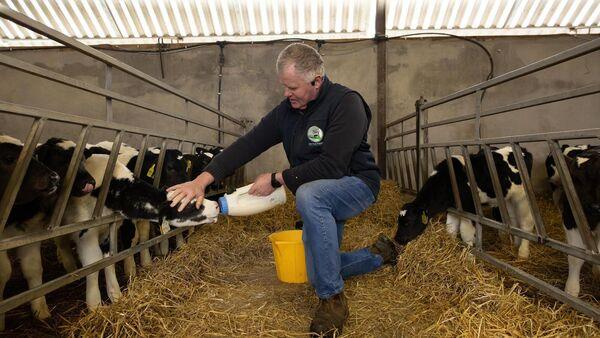 Farmers extremely busy as 50% of dairy cows set to calve before end of February