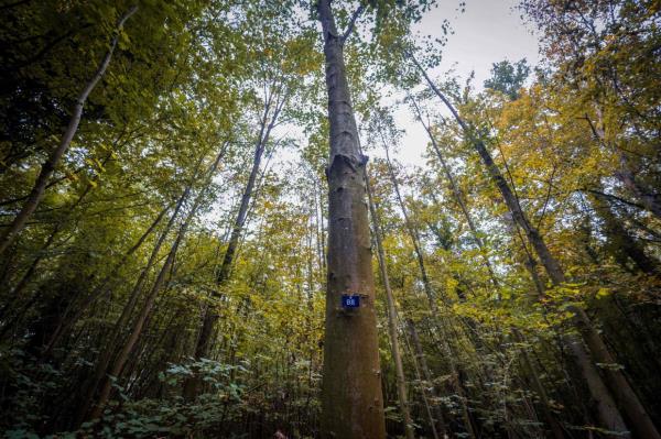 A photograph taken in Muttersholtz, eastern France, showing an identification sign displayed on the trunk of a tree in the forest sanctuary.