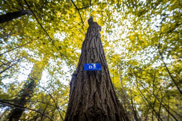 An identification sign displayed on the trunk of a tree in the forest sanctuary in Muttersholtz.