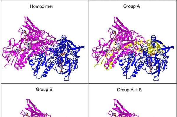 Discovery may open new therapeutic avenues for degenerative diseases of the brain and eye