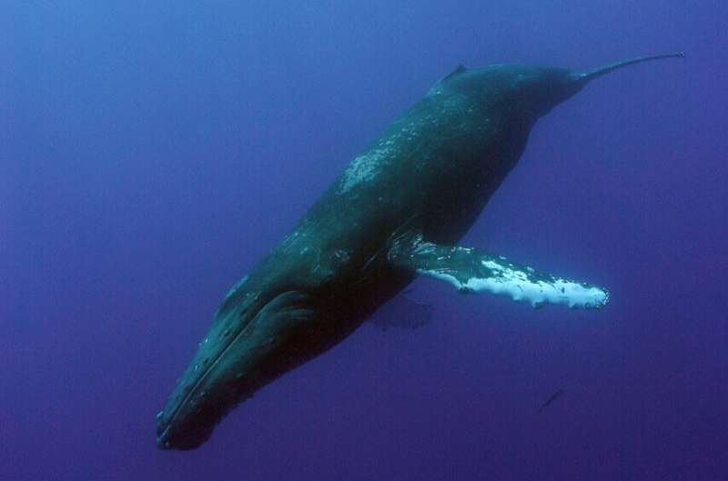 Humpback whales move daytime singing offshore, research reveals