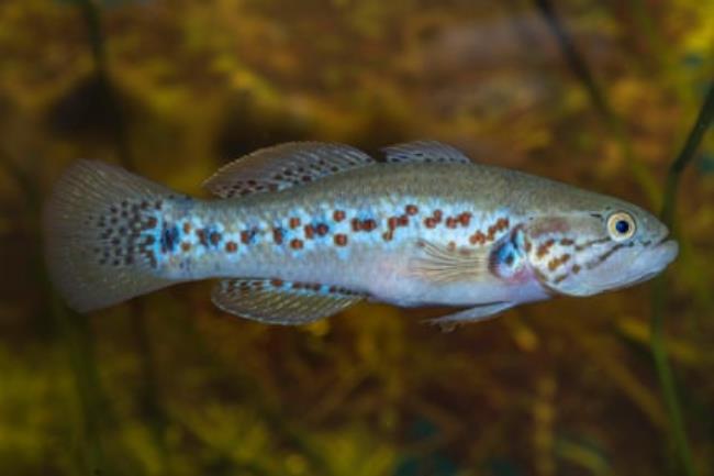 The southern purple-spotted gudgeon has already been reintroduced and is thriving.