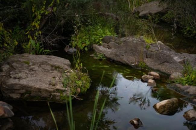 Potential habitat on the Torrens at Tea Tree Gully.