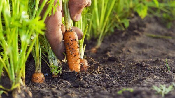 Payments under crisis fund issuing to horticultural growers