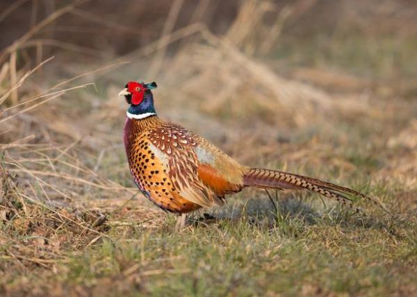 Pheasants