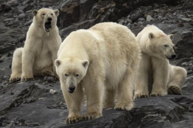 Three polar bears standing on rocks near the Svalbard Islands, Norway. 