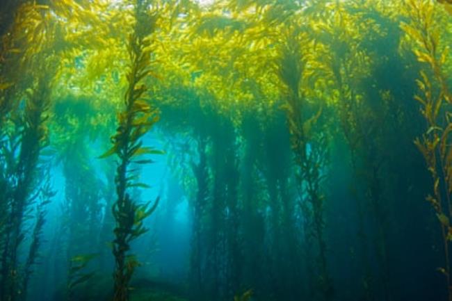 Kelp forests underwater lit by Southern California's summer sunlight.