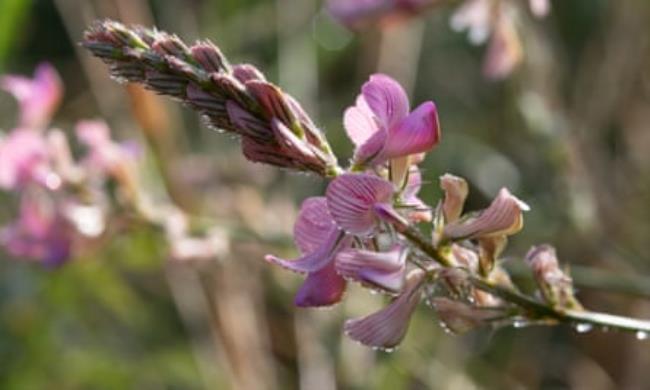 Sainfoin flowers