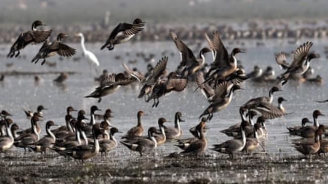 Dozens of pintail duck wading in shallow water or taking off