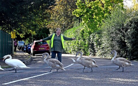 Jean Bown is one of the dozen volunteers, who have said they will watch over the swans 'rain or shine'