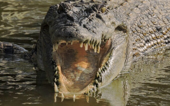 Indo<em></em>nesia sees almost 10 times more saltwater crocodile attacks than any other country.