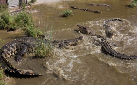 The reptiles are drawn to these pits looking for prey including fish, frogs, and lizards