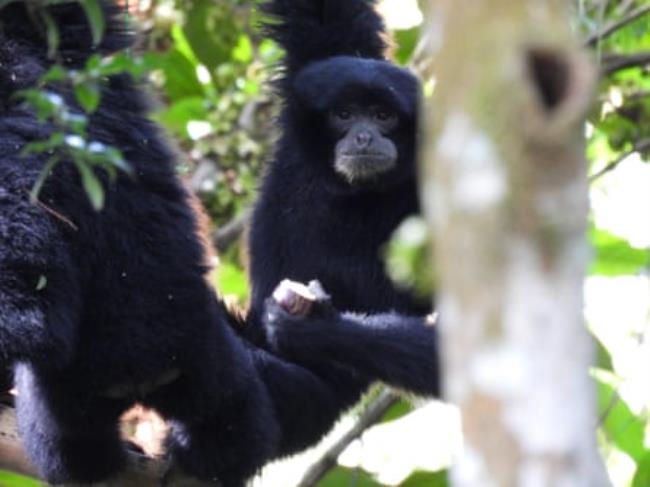 Two Siamangs, one hanging from one arm and looking directly at the camera