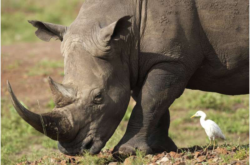 Rhinos are returned to a plateau in central Kenya, decades after poachers wiped them out