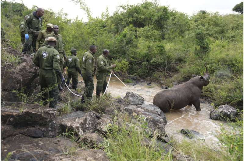 Rhinos are returned to a plateau in central Kenya, decades after poachers wiped them out