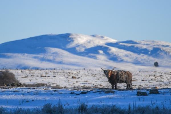 CARRBRIDGE, SCOTLAND - FEBRUARY 11: A frost covered highland cow is seen in a field on February 11, 2021 in Carrbridge, United Kingdom. The village of Carrbridge in Badenoch and Strathspey in the Scottish Highlands recorded -18 degrees celsius this morning. Braemar, Aberdeenshire, recorded -22.9 degrees celsius overnight, making it the coldest night on record there since 1986.Record levels of snow have fallen in Braemar in what the Met Office are calling the Big Freeze in the aftermath of Storm Darcy. (Photo by Peter Summers/Getty Images)