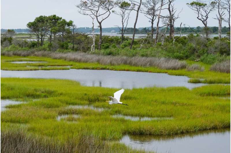 wetlands