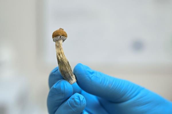 researcher holding a magic mushroom