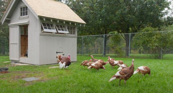 Chickens roam the farm house. 