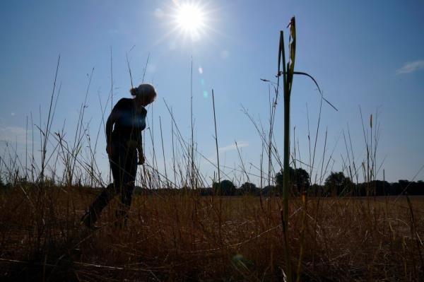 Gilda Jackson walks on a pasture on her property that she grows hay on in Paradise, Texas, Aug. 21, 2023.