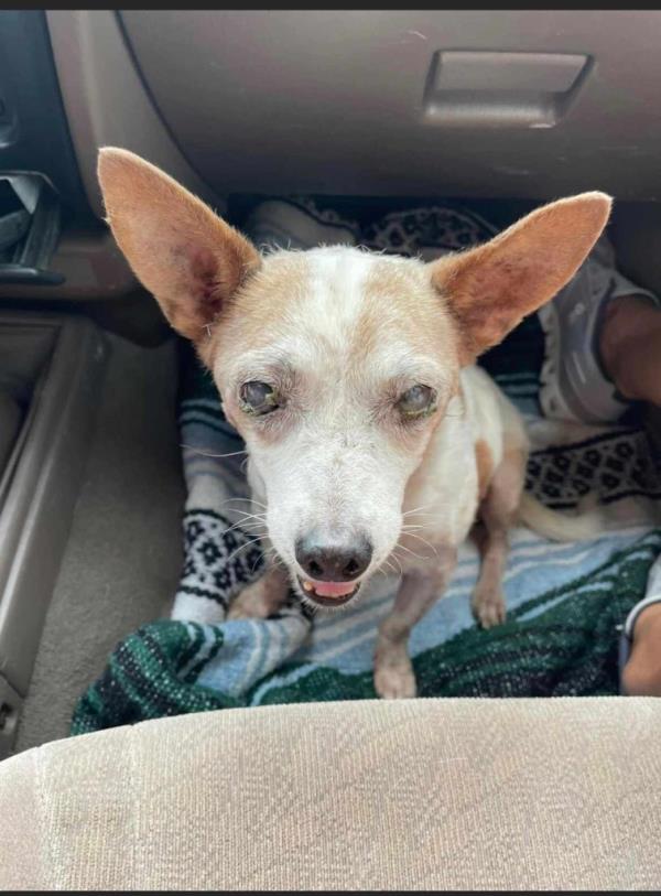 Just before noon on August 26, Cochise County Sheriff Mark Dannells and his wife spotted the tiny canine walking along the exit ramp co<em></em>nnecting I-10 and Skyline Road.