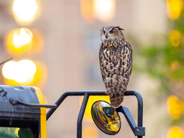 Flaco the owl 