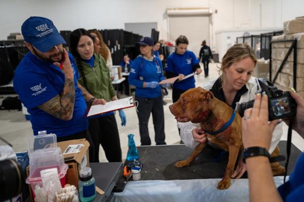 The arrest of an alleged ringleader of a prolific dog-fighting operation shed light on the “brutal” and illegal bloodsport which subjects animals to horrific injuries for profit.</p>

<p>　　