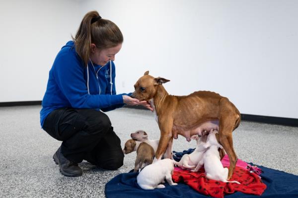 The Humane Society of the United States cares for over 120 dogs and puppies after assisting in their rescue from an alleged dogfighting operation.