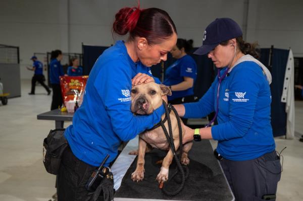 The Humane Society of the United States cares for over 120 dogs and puppies after assisting in their rescue from an alleged dogfighting operation.