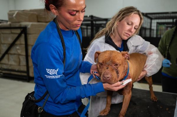 The Humane Society of the United States cares for over 120 dogs and puppies after assisting in their rescue from an alleged dogfighting operation.