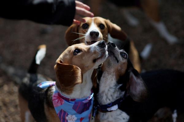 Several beagles from Envigo competing for a treat during a reunio<em></em>n at the Charlottesville Albemarle SPCA, Virginia, U.S.