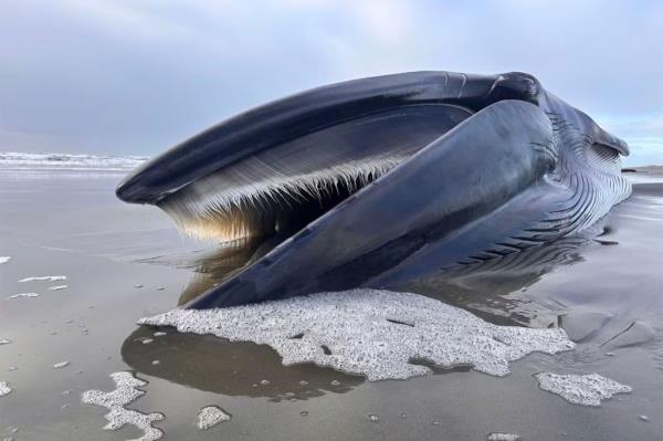 The 46-foot whale washed ashore on Monday. 