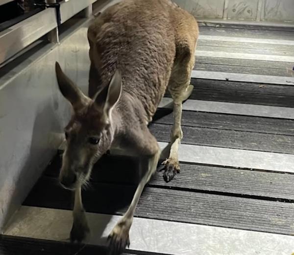 The Hillsborough County Sheriffs Office said that they captured an escaped kangaroo at an apartment complex. (Hillsborough County Sheriffs Office)