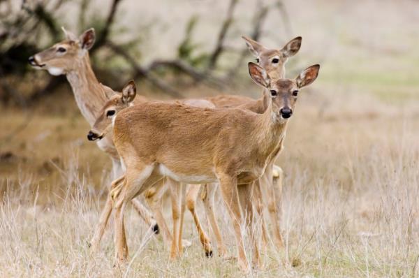 Deer in Texas.