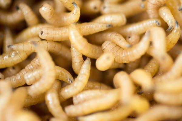 Maggots were present on a recent Delta flight after a passenger brought fish o<em></em>nto a plane.