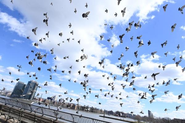 A photo of scores of pigeons flying over the park.