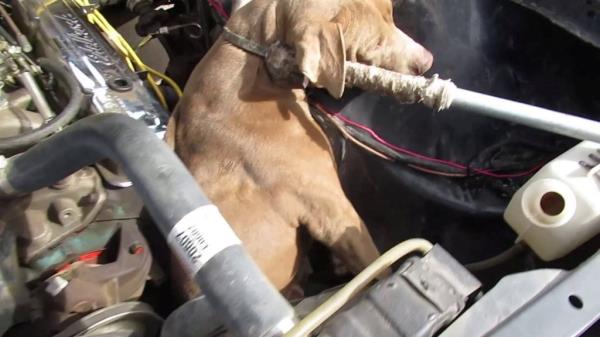 dog stuck in car