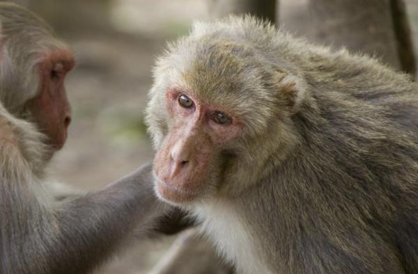 Rhesus macaque mo<em></em>nkeys on Cayo Santiago. 